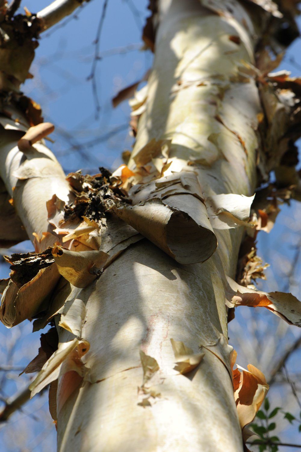 Plantes Arboretum des Barres