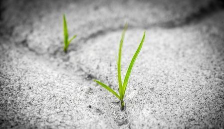 Green seedlings sprouting through cracked gray soil, symbolizing growth and resilience