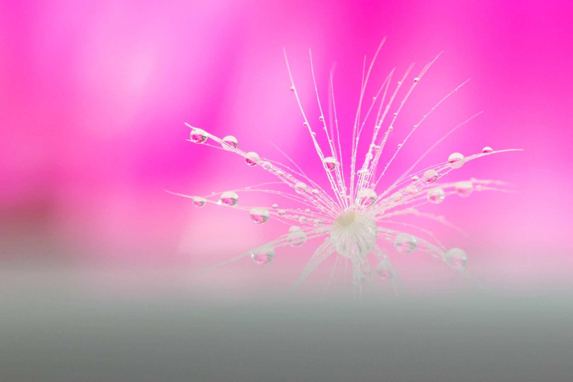 Macrofoto van een teer paardenbloempluisje, bedekt met kleine waterdruppeltjes tegen een levendige, zachtroze achtergrond.