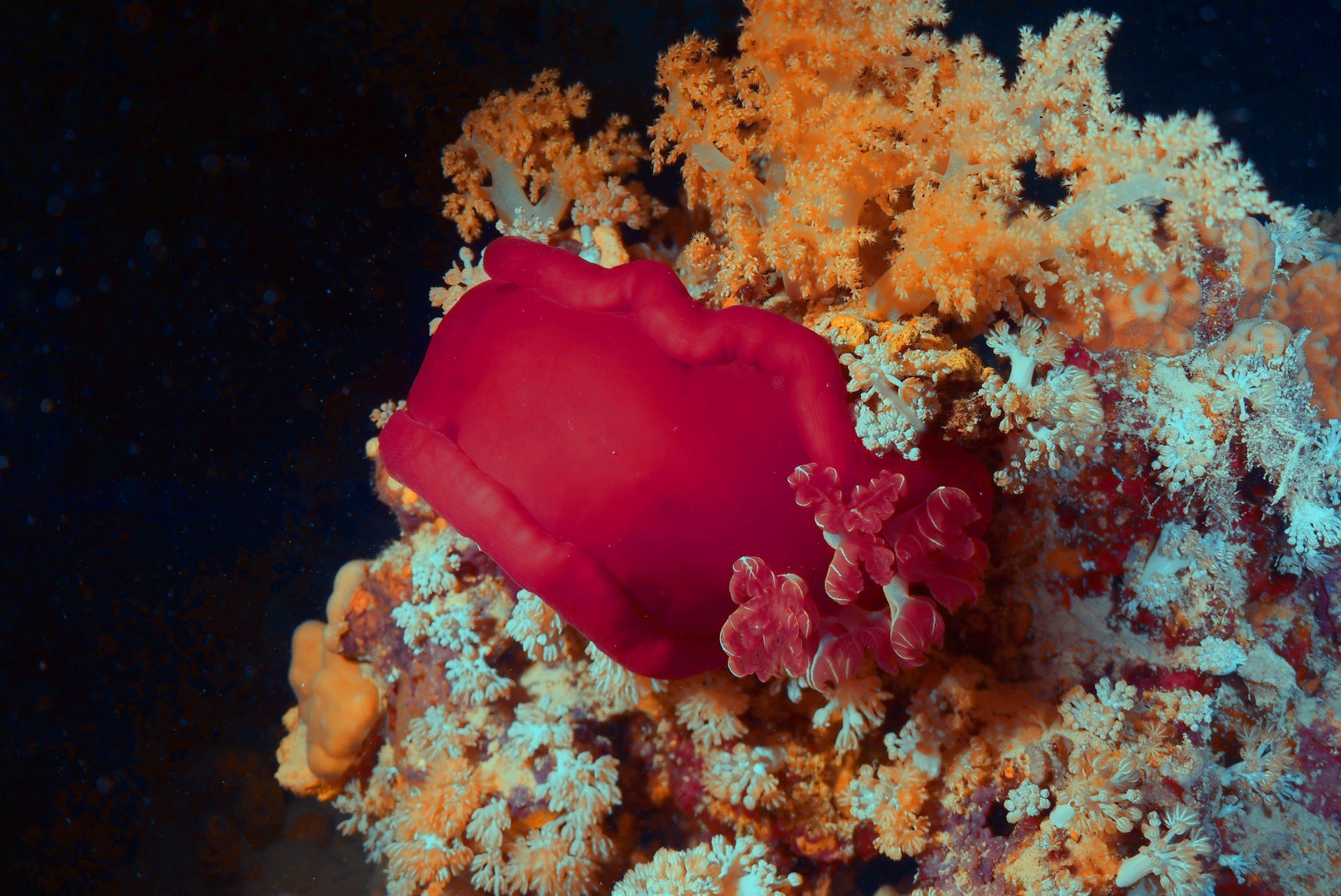 Een felrode Spanish Dancer kruipt over een lichtgekleurd koraalrif in de nacht.