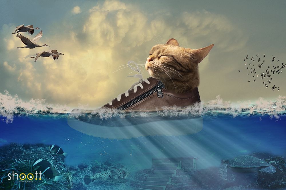 Photoshop creatie van kat in schoen drijvend in het water