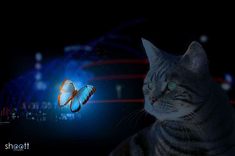 Photoshop creatie van lichtgevende vlinder en kat in het donker