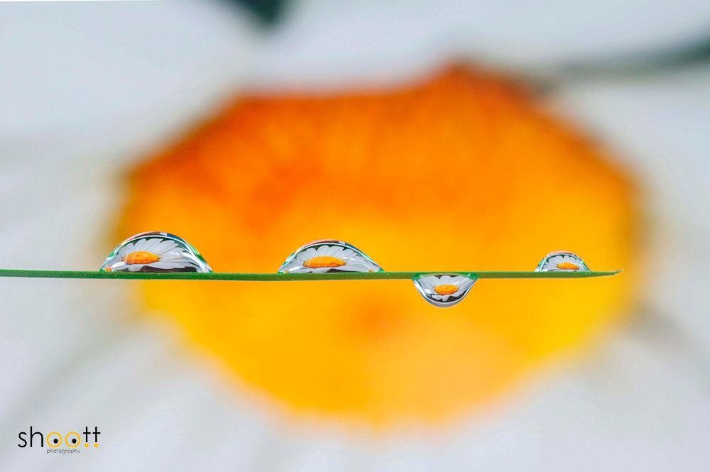 Dauwdruppels op een grassprietje weerspiegelen het oranje en witte hart van een grote bloem op de wazige achtergrond.
