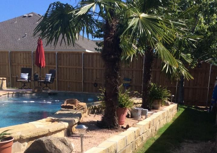 A swimming pool surrounded by palm trees and a wooden fence