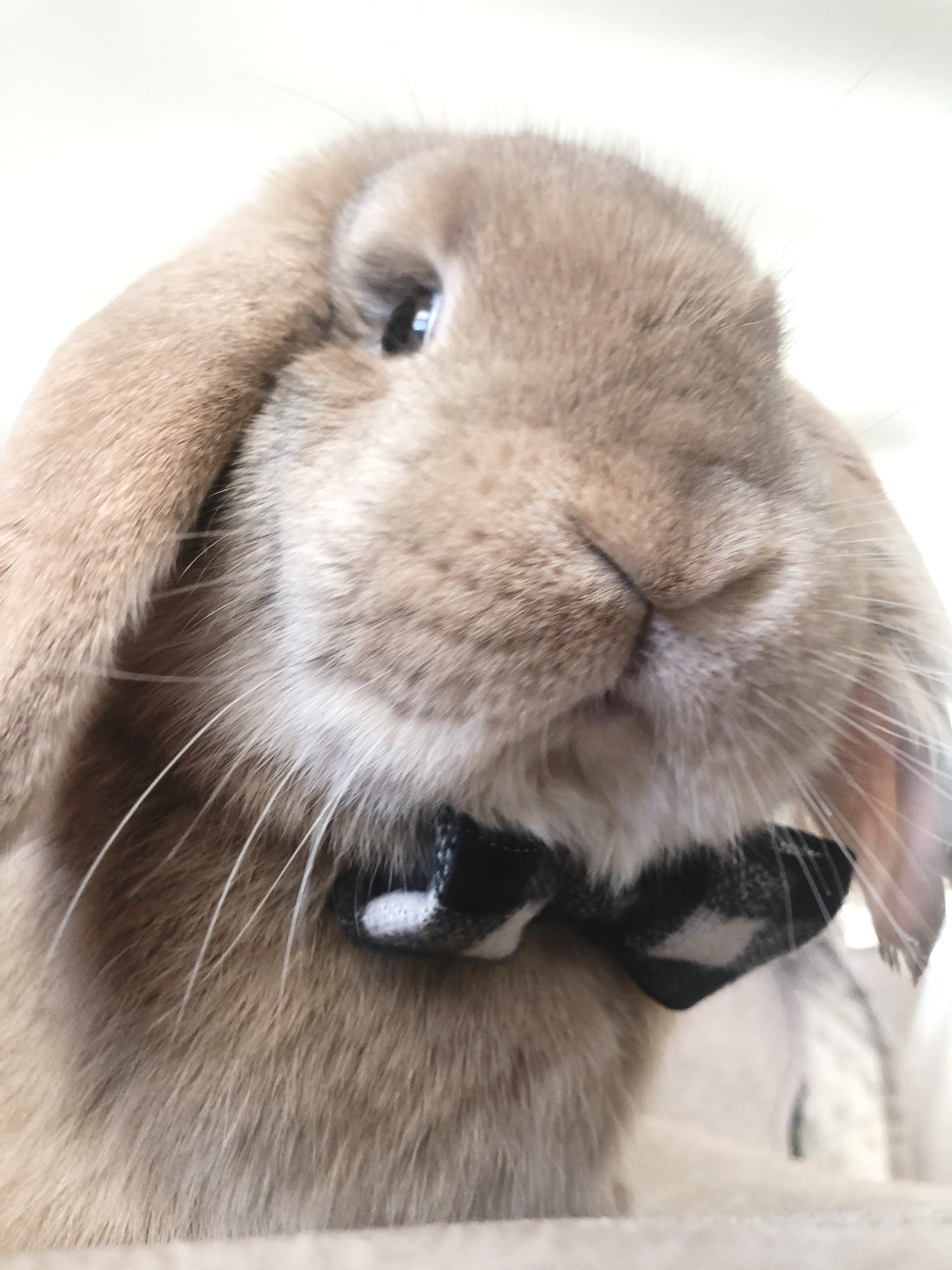 Very close up of Ollie the Minatare Lop Bunny wearing a black and white checkered bow tie. The camera is below him and he is looking down with a side eye at the camera.