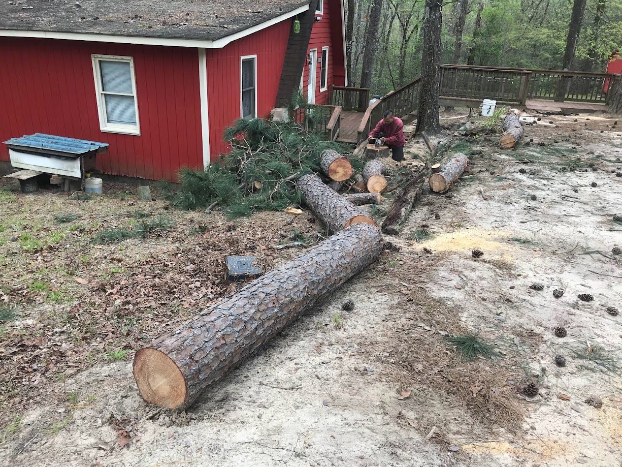 Professional tree expert removing a tree.