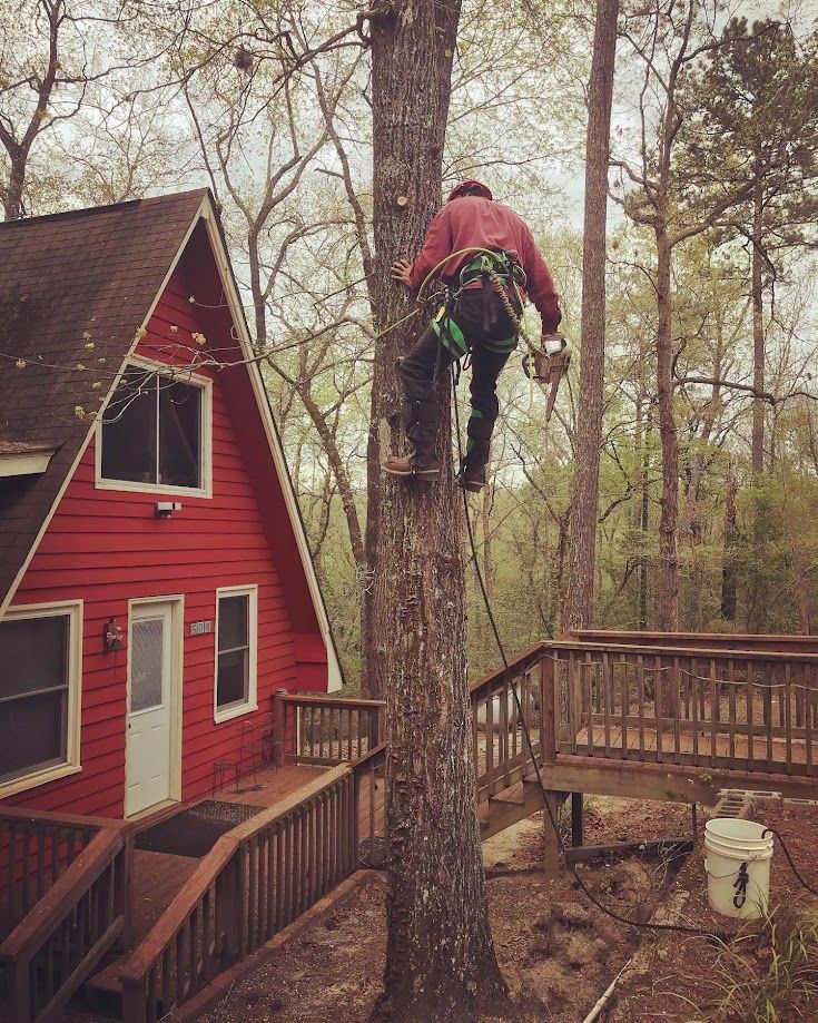 Professional tree contractor performing a stump grinding.
