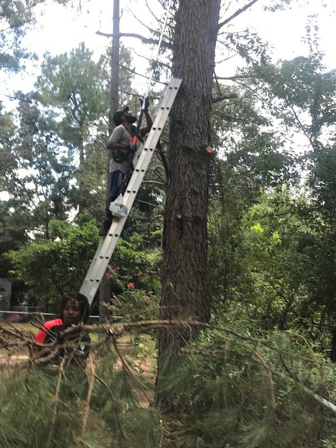 Tree expert pruning a tree.