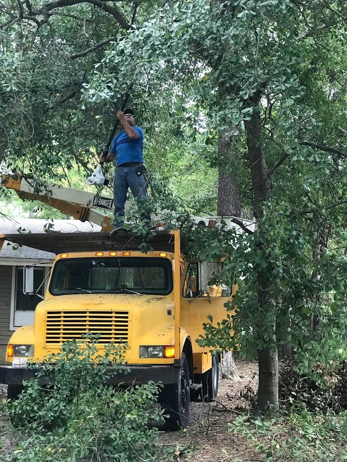 Tree expert trimming a tree.