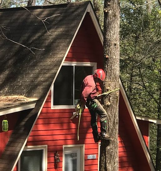 Tree expert trimming a tree.