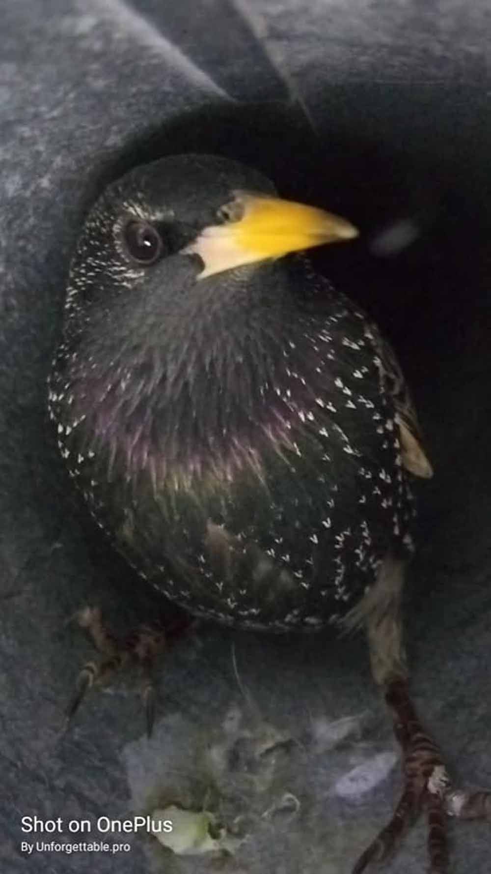 Small black bird with white speckles and a yellow beak standing on a dark surface