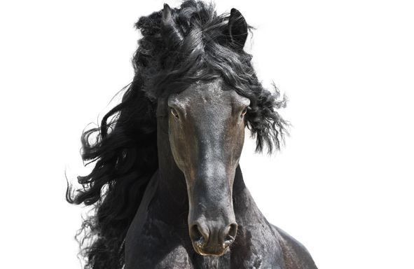 Black Friesian horse