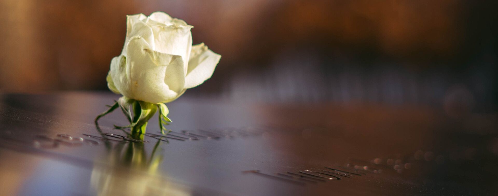 A rose as a funeral offering to remember a loved one