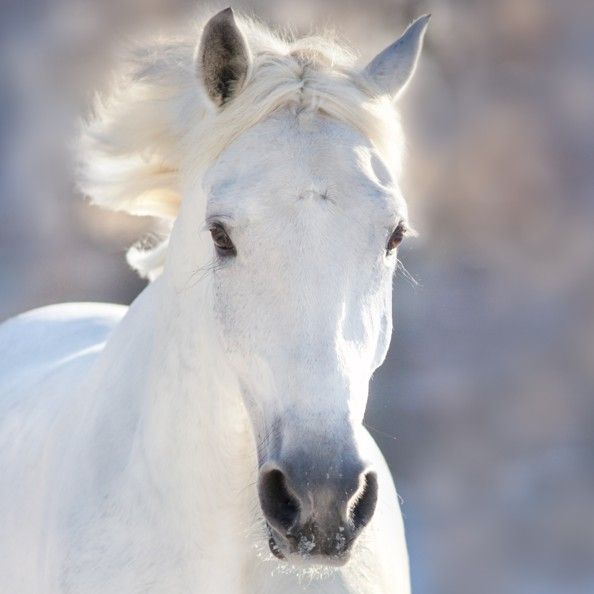 White Lipizzaner horse