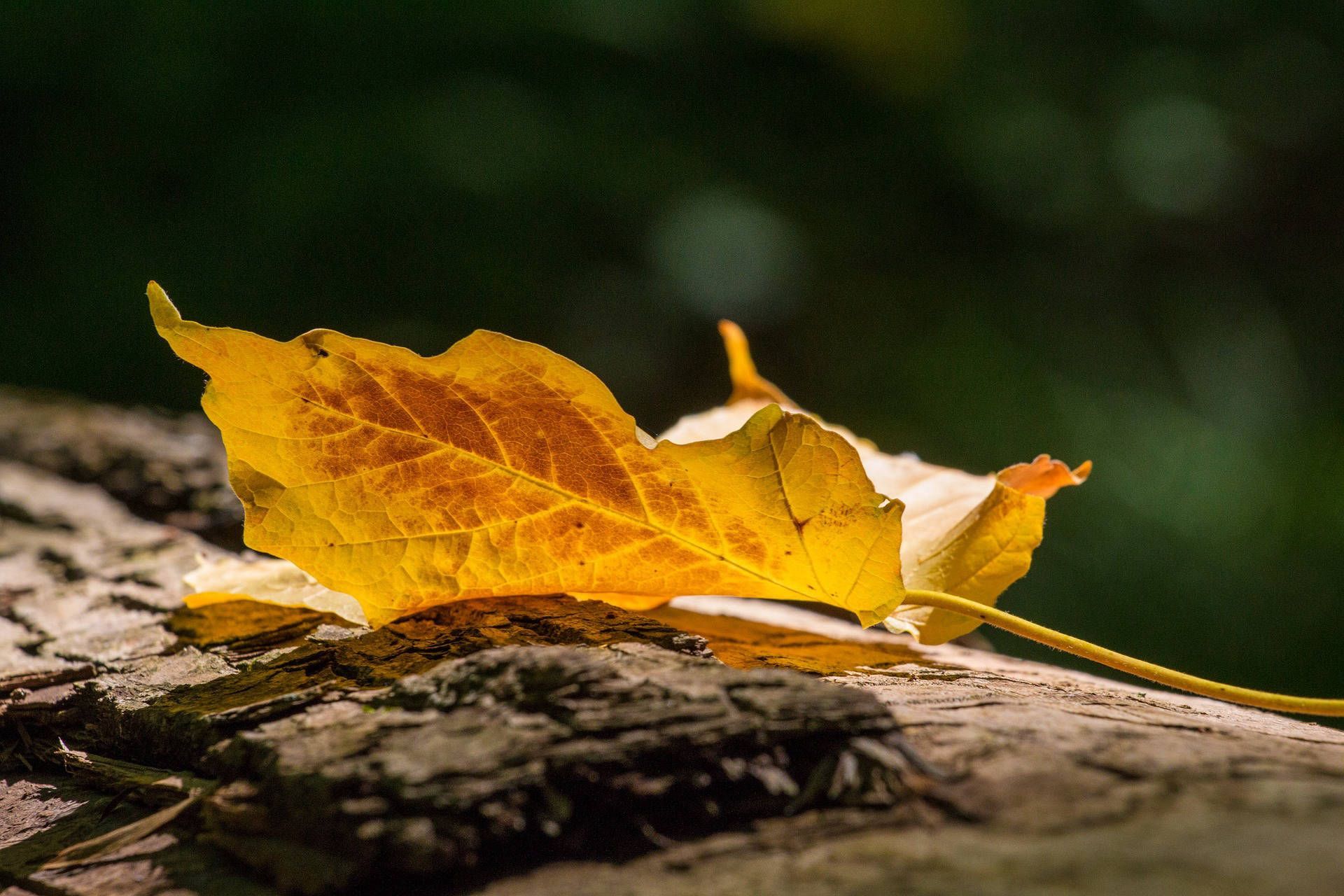 Yellow autumn leaf resting on a rough, brown log, with a blurred green background.