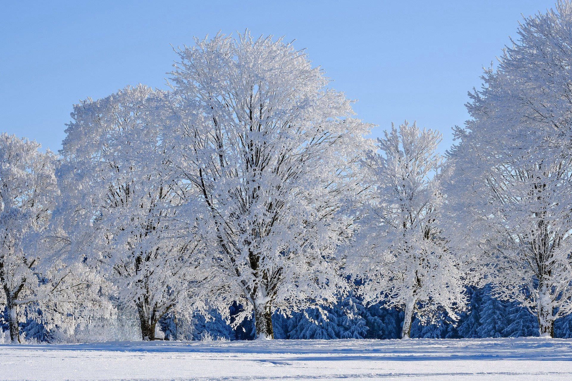 Snow-covered trees in a snowy field against a clear blue sky.