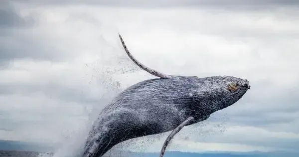 Humpback whale breaching offshore during a Kona whale watching charter