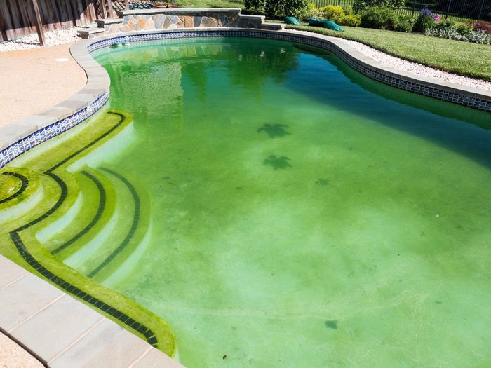 got algae?
