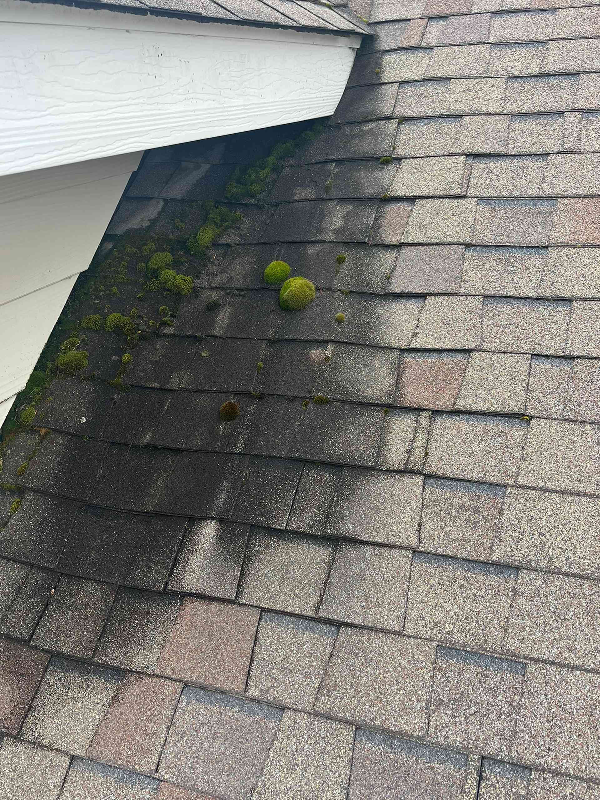 Dark, mossy streaks on asphalt shingles beneath a white roof overhang.