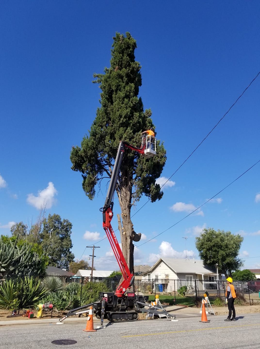Worker in red lift trimming a tall tree on a street, with traffic cones and a bright blue sky.