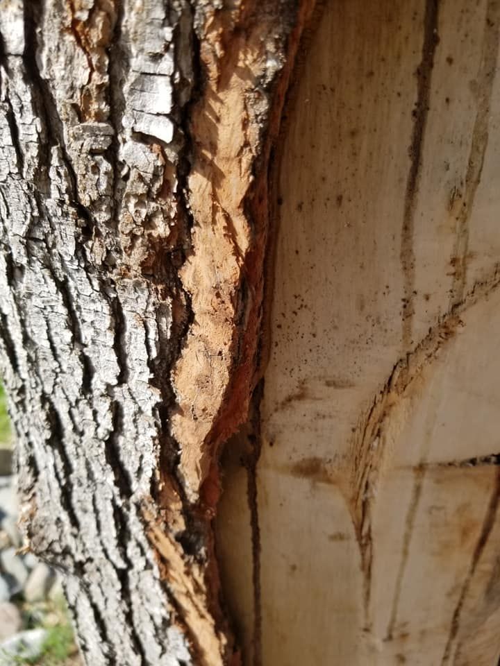 Close-up of cracked tree bark beside a smooth tan trunk with brown stains