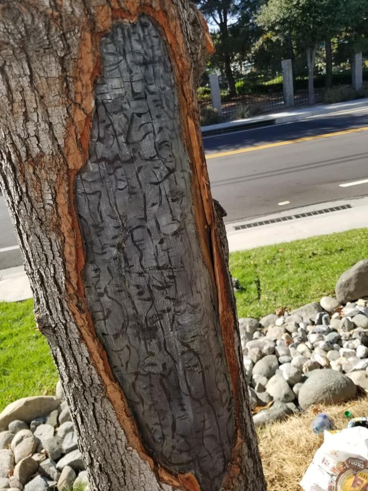 Close-up of a tree trunk with a large gray patch of bark damage beside a roadside and rocks.