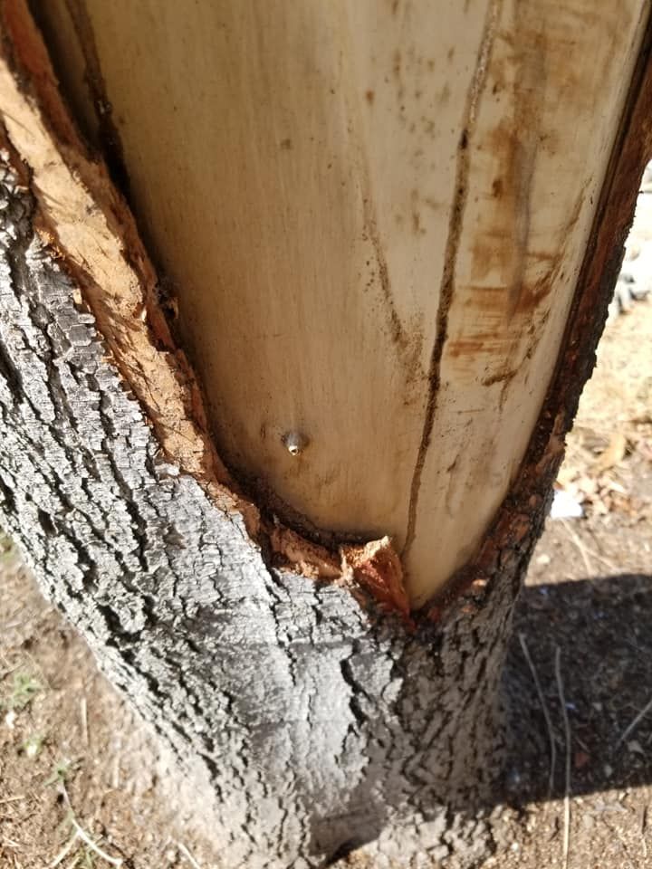 Close-up of a tree trunk with peeling bark and a narrow split at the base.