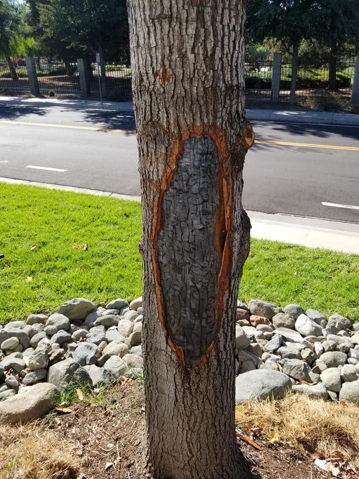 Tree trunk with a vertical bark scar near a roadside lawn and rocks