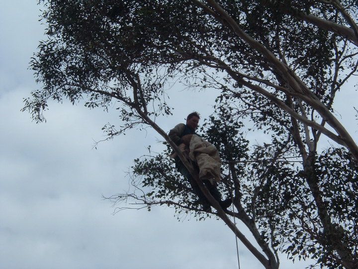 Person sitting on a tree branch high in the canopy against a cloudy sky
