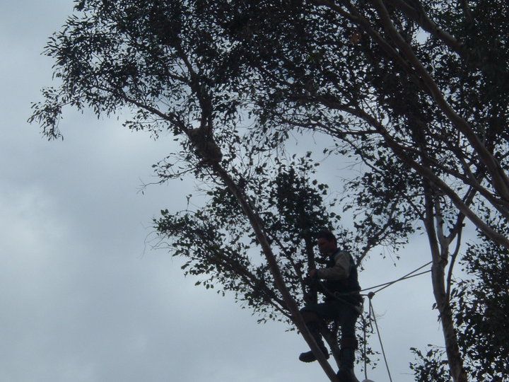 Person climbing a tree against a cloudy sky