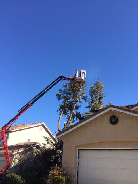 Tree worker in a bucket lift trimming a tall tree over a house garage under a clear blue sky
