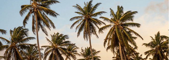 Palm trees silhouetted against a warm sunset sky