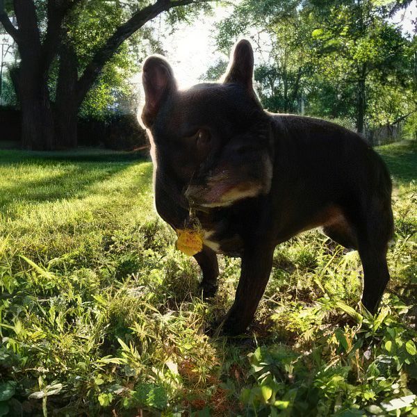 Emmy, R.I.P