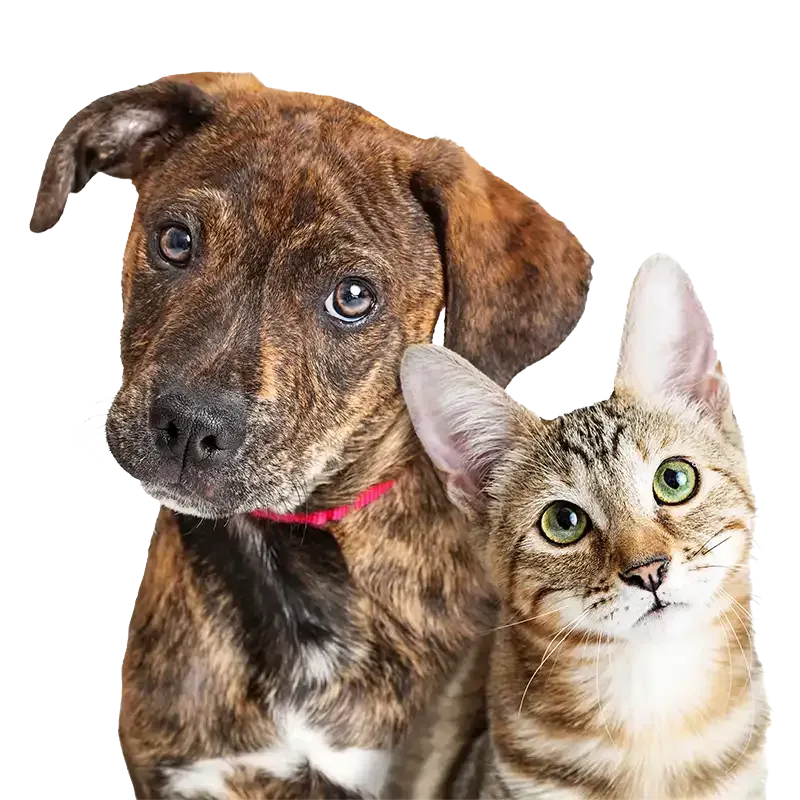 A dog and cat