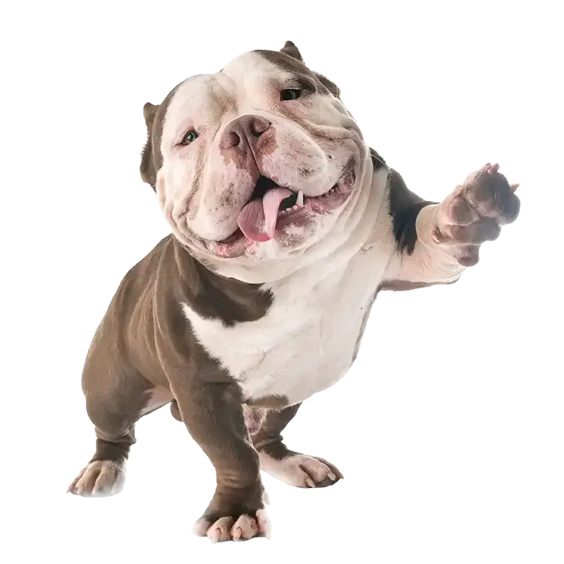 A bulldog raising a paw