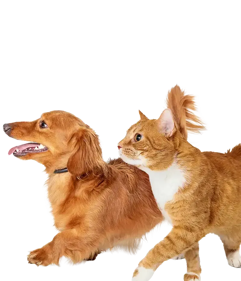 A cat and dog walking