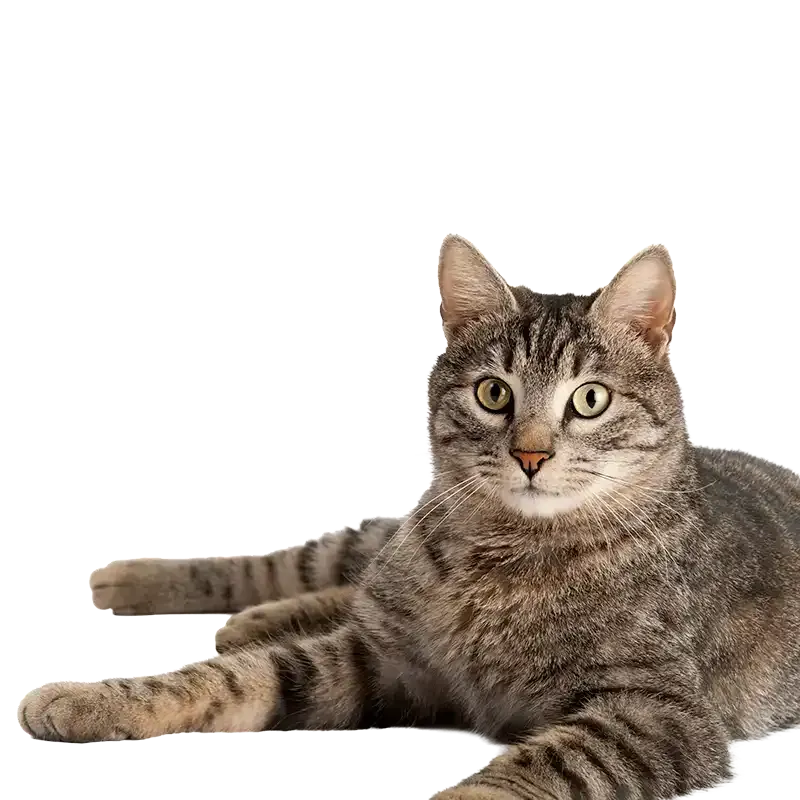A cat laying down