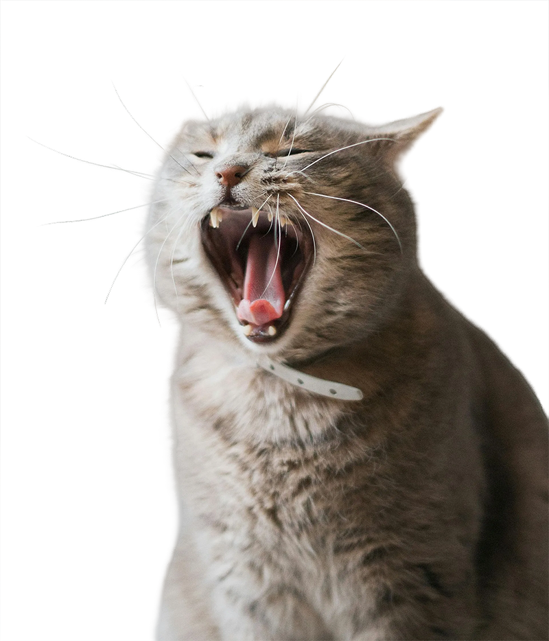 A cat yawning with its mouth open and teeth visible