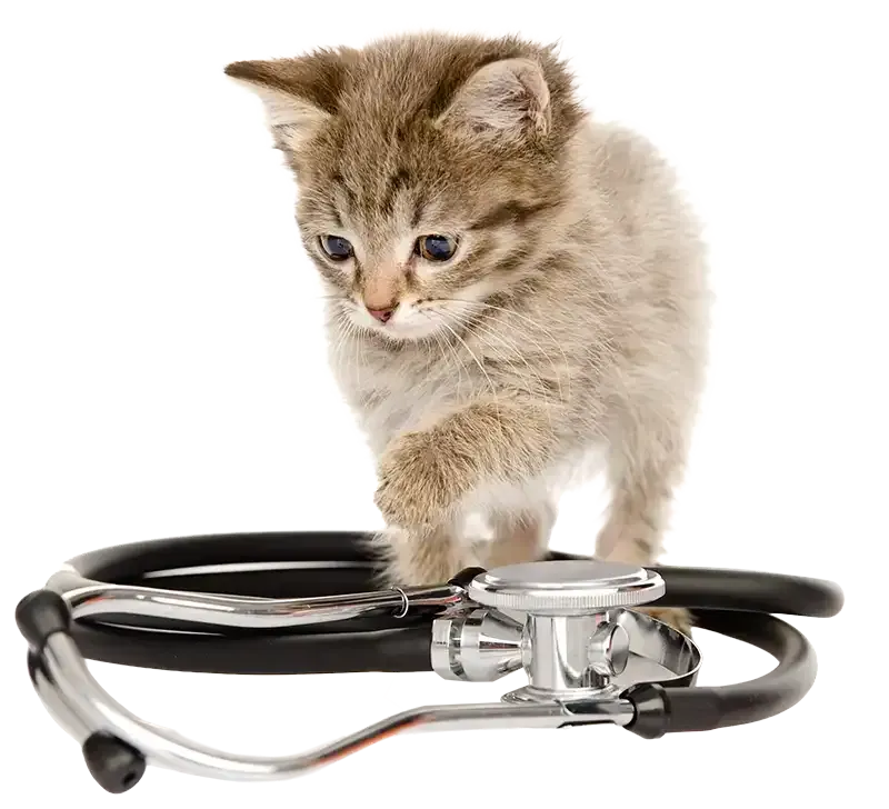 Small tabby kitten standing on a stethoscope against a white background