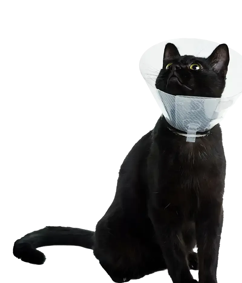 A black cat wearing an e-collar