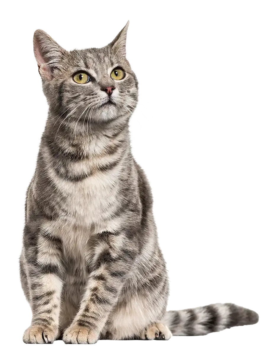 A gray tabby