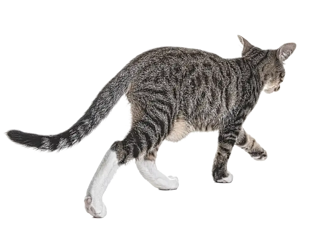 A cat walking away