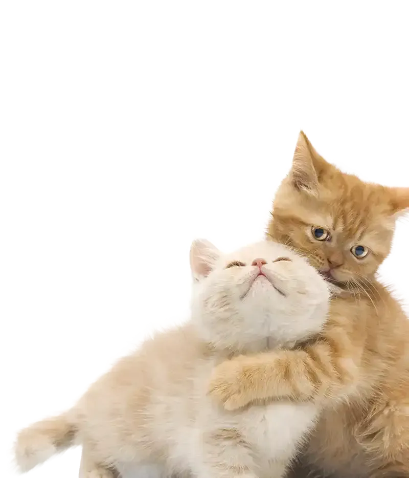Kittens playing