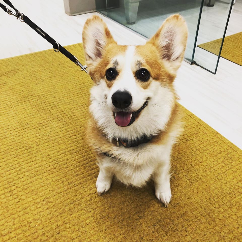 A happy, fluffy dog sitting on a clean wood floor
