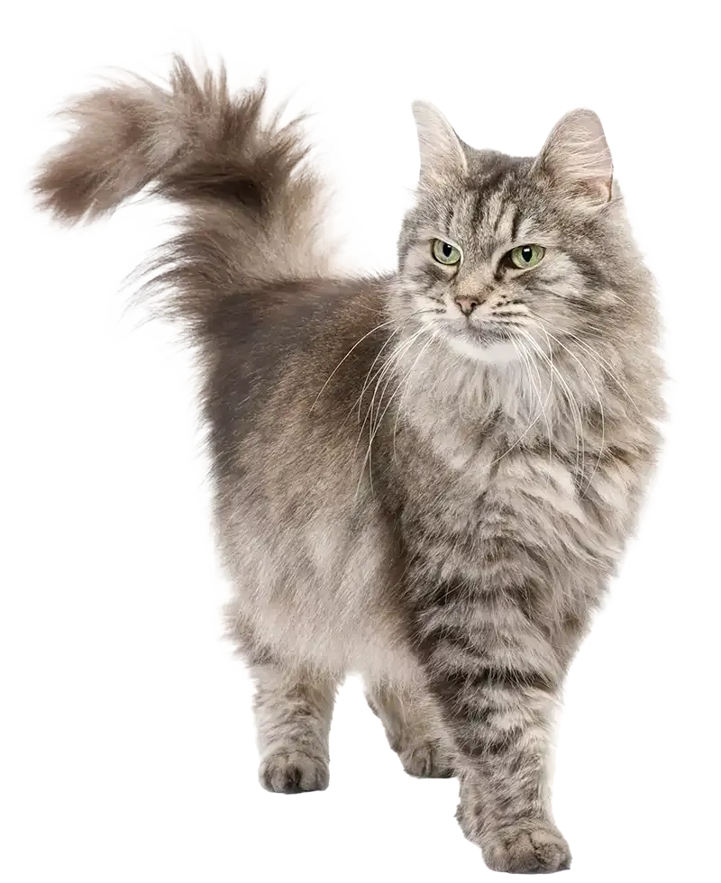 A grey cat