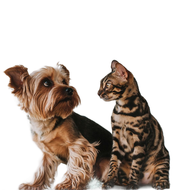 A small long-haired dog and a bengal cat looking at one another on a transparent background