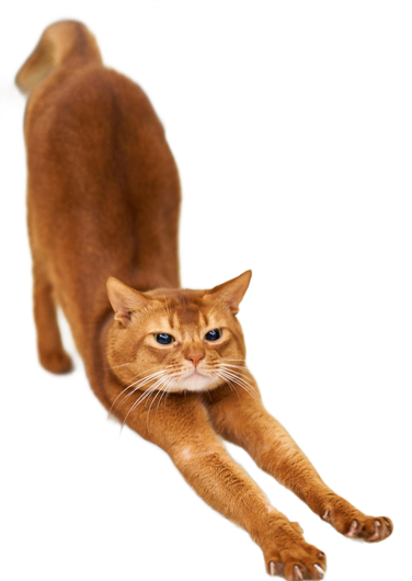 An orange cat stretching