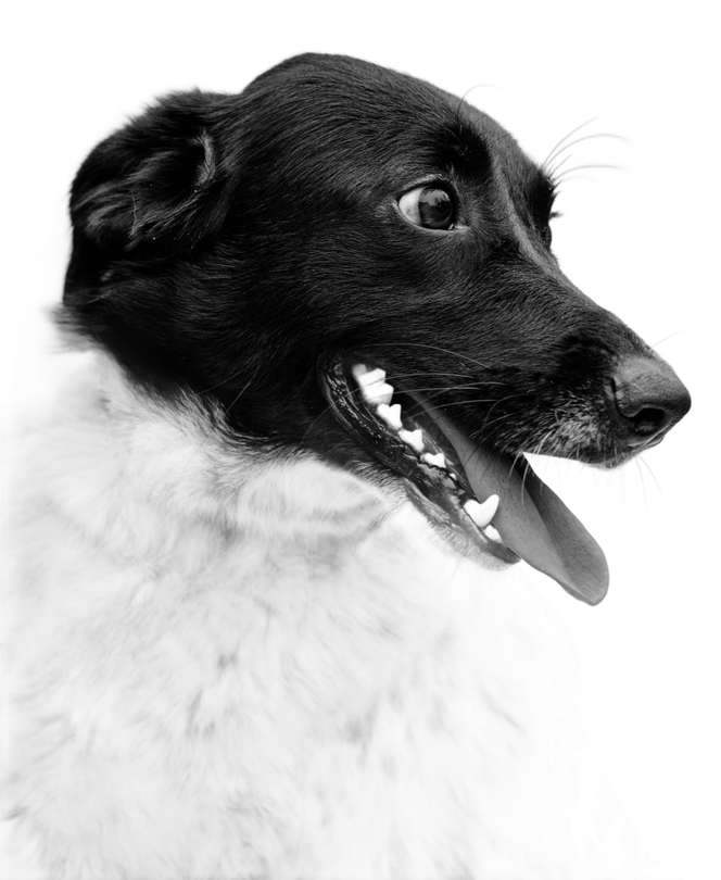 A black and white dog looking to the right on a transparent background