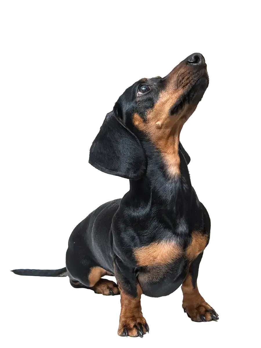 A miniature pinscher