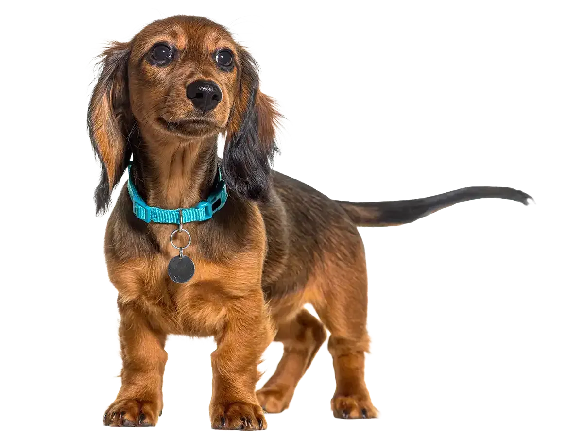 A dachshund